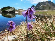 06 Soldanella Alpina (Soldanella alpina)